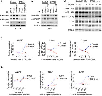 GPR35 antagonist CID-2745687 attenuates anchorage-independent cell growth by inhibiting YAP/TAZ activity in colorectal cancer cells